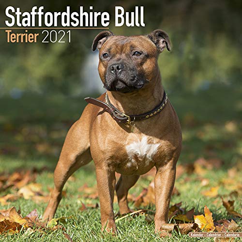 Télécharger Calendrier 2019 Staffordshire Bullterrier Staff avec carte de Noël PDF Ebook En Ligne