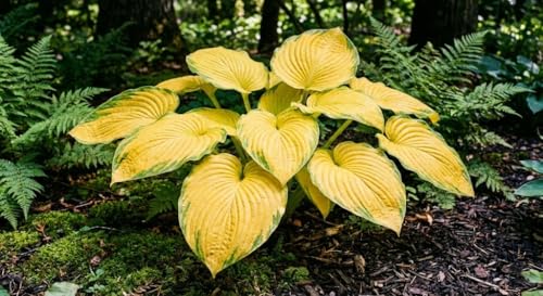 Image of Hosta Seeds For Planting (200 SEEDS) Low Maintenance - Grow Indoor /Outdoor Both - Grow Year Round (GOLDEN SUNSHINE)