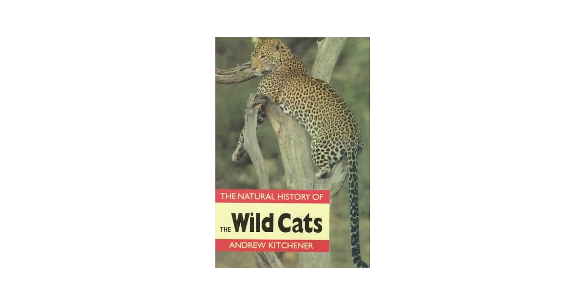 洋書 The Wild Cat Book 洋書 The Wild Cat Book 野生ネコ Amazon.com: The Wild Cat
