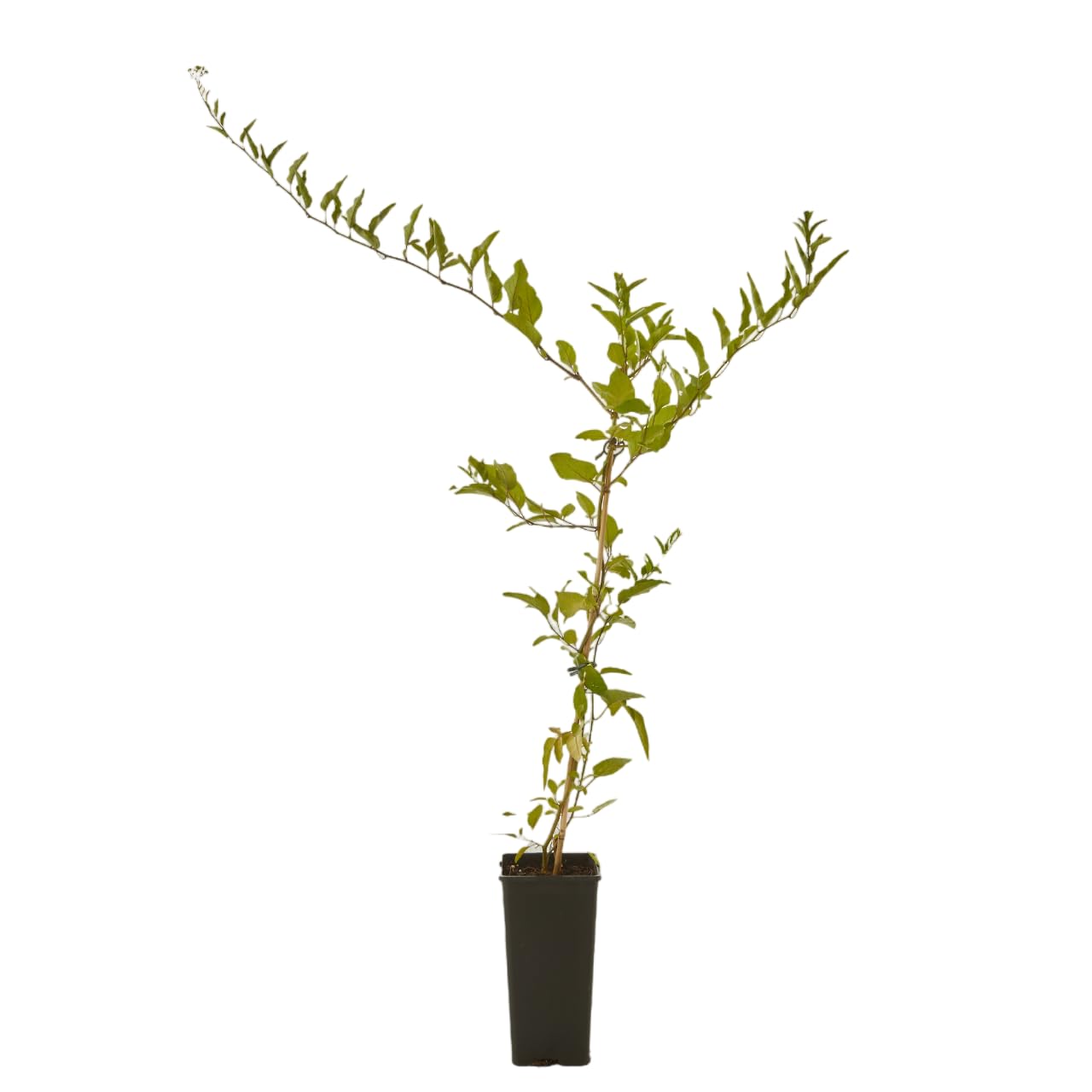 Verdecora Velo de Novia (Solanum jasminoides) en Maceta 2L | Solano |  Trepadora de Flor Blanca Estrellada | Ideal para Pérgolas, Rejas y  Jardineras: ...