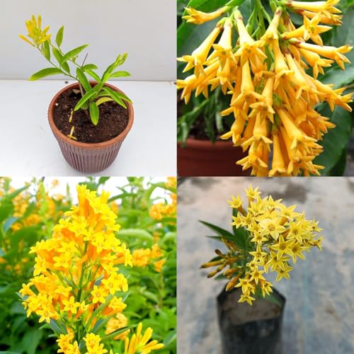 Yellow Night Queen Plant Live – Raat Rani Hasnuhana Sugandhit Phool for Balcony & Terrace (Pack of 1 live plant)