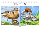 Enten. Bezaubernde und beliebte Schwimmer (Tischkalender 2023 DIN A5 quer), Calvendo Monatskalender