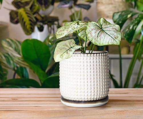D'vine Dev 6 Inch Ceramic Beaded Stoneware Planter Pot - Flower Pot With Drainage Holes And Saucers For Indoor Succulent Plants Or Flowers, Smoked White, 27-N-B-Sw-M #TOP4