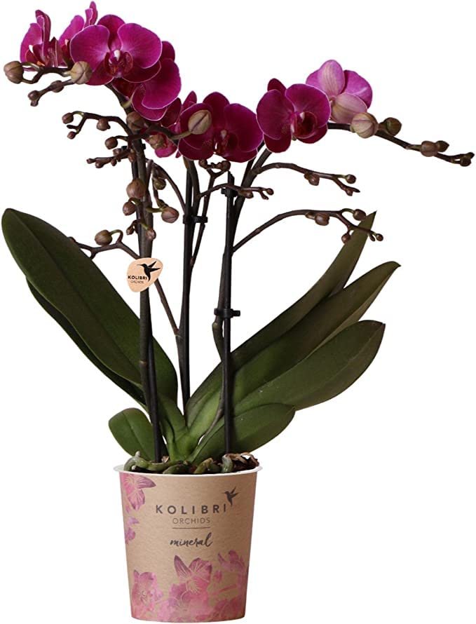 Orquídea Mariposa Flores de Interior Naturales y con Encanto Perfectas para la Decoración del Hogar