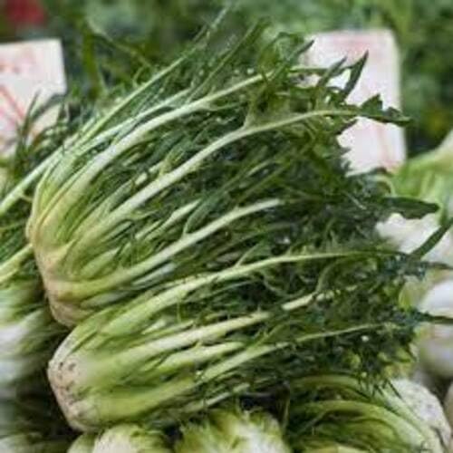 50pcs Fresh Green Catalogna Chicory Plant Seeds