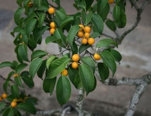 Ficus benjamina - Birkenfeige - 25 Samen : Amazon.de: Garten