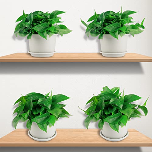 Newkits 3Pcs Plant Trays,7 Inch Round Resin Tray Indoor Outdoor Plant Saucer .Garden Decoration For Bedrooms, Study Rooms, Living Rooms, And Doorways (Elegant White) #TOP6