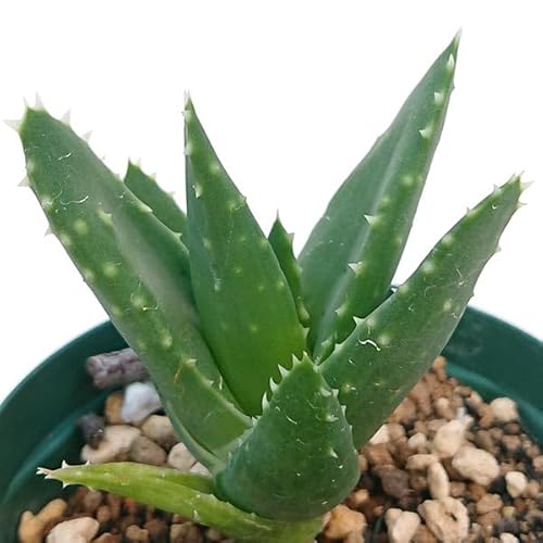 多肉植物 アロエ 不夜城 抜き苗 7.5cmポットで撮影のサムネイル