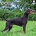 Calendario da parete 2022 quadrato – Dobermans, 30 x 30 cm, visualizzazione mensile, 16 mesi, animali – Paw Prints tema, include 180 adesivi per promemoria