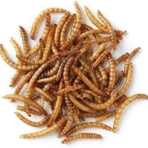 Live Mini Mealworms - Insect Food - For Jumping Spiders and Invertebrates - Large Pot (50g)