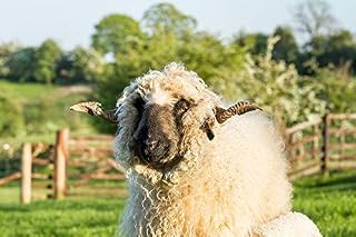 Valais Blacknose Sheep Photograph, Sheep Print, Mounted Photograph