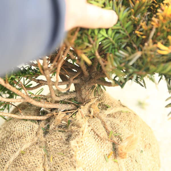 キンキャラ/金キャラ【現品発送】管理70258 キンキャラ/金キャラ【現品発送】管理70258 キンキャラ/金キャラ【現品