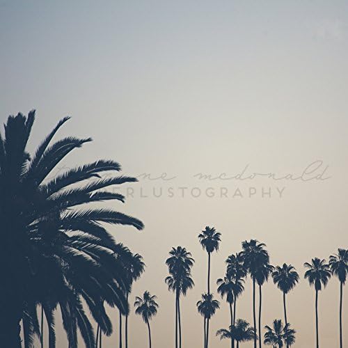 Echo Park Palms Los Angeles California Palm Tree Photography Art Print