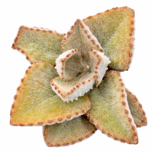 Kalanchoe beharensis 'Fang' 2 Inch Grower Pot (2 Inch +