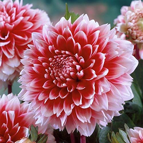 S-pone 100+ Rare Mix Dahlia Pompon Flower Seeds Variabilis Beautiful Annual Outdoor - Thumbnail 4