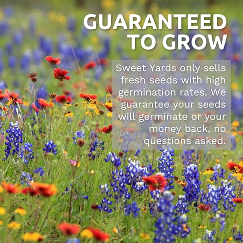 Lavender - Large 1/4 Ounce Packet - 7,000 Flower Seeds for Planting - Lavandula angustifolia - Image 6