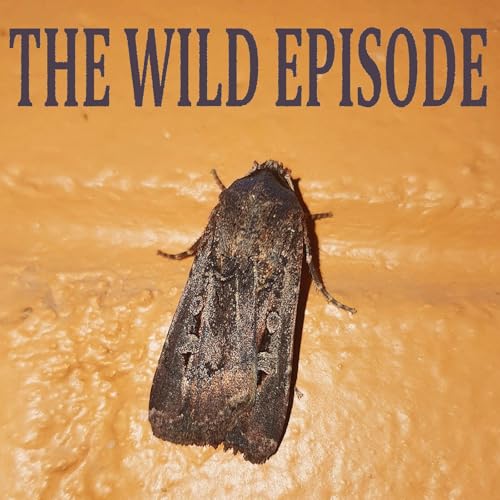 Bogong Moth : The Moth and the Stars cover art