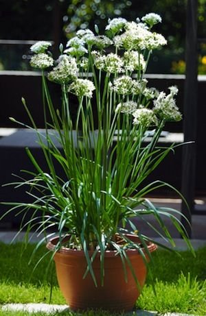 See full amazon price history chart for Green Paradise® Garlic Chives Herbal live Plant Green Paradise® Garlic Chives Herbal live Plant (B07Z4PNGNB) Amazon Price History, Amazon Price Tracker