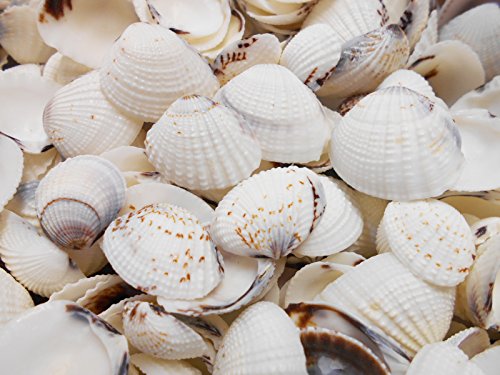 25 Semi White Clam Shells (3/4-1 1/2