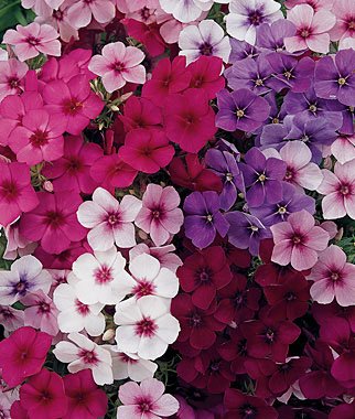 Indica Super Agri Green Phlox Mixed Flower 50 Seeds pack1 Kitchen Garden Pack (B01E2BKUU2) Amazon Price History, Amazon Price Tracker