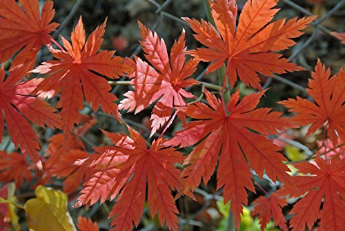 Korean Maple - Tolerates Extreme Cold, Surviving In Climates Where Japanese Maples Cannot Hardy To –40°F - Acer Pseudosieboldianum - 2 - Year Live Plant #TOP1
