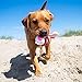 Minifeet Hundespielzeug Knotentier Esel - Für Wilde Spiele oder entspanntes Kauen. Pflegt zusätzlich das Gebiss deines Hundes