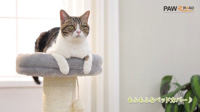 猫 Amazon | PAWZ Road 猫 爪研ぎ キャットタワーミニ 極太 柱直径