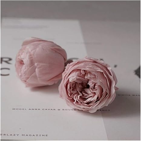 Amazon ドライフラワー 8本ドライフラワーオースチンローズ4 4 5センチメートルシングルaレベルは 新鮮な花diy素材 パッケージローズのプリザーブドフラワー Btxxyjp Color 1 Size フリー プリザーブドフラワー オンライン通販 Amazon ドライフラワー 8本ドライフラワーオースチンローズ4 4 5センチメートルシングルaレベルは 新鮮な花diy素材 パッケージローズのプリザーブドフラワー Btxxyjp Color 1 Size フリー プリザーブドフラワー オンライン通販