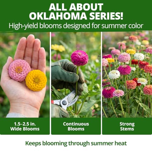 Image of HOME GROWN Zinnia Oklahoma (Zinnia elegans) Seeds, 100 Seeds, Heirloom, Non-GMO