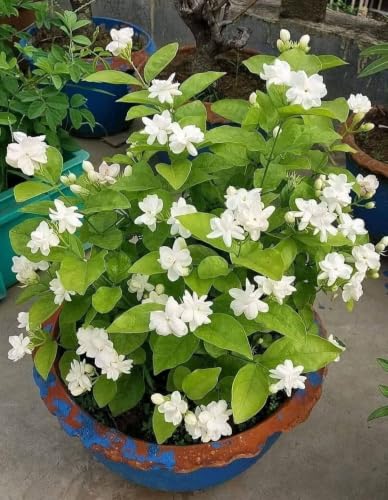 Image of White Mogra Live Plant with Pot | Arabian Jasmine Jasminum Sambac Fragrant White Flower Plant | Evergreen Flowering Shrub for Home Garden Balcony Terrace Pooja Decor | Pack of 1