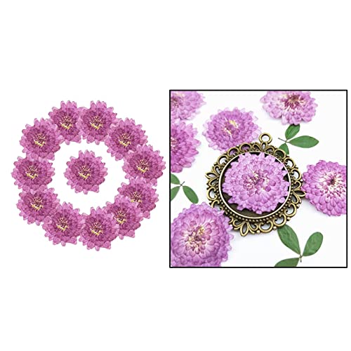 24 piezas de flores secas prensadas reales para arte DIY miniatura 4