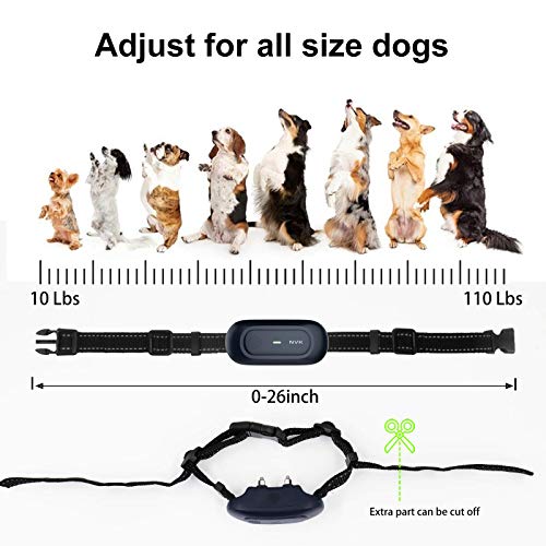 Best Dog Collars Buying Guide Gistgear