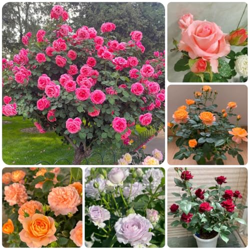 semillas de rosal resistente para el jardín de rosal trepador y fragantes de balcón perennes y resistentes 220pcs