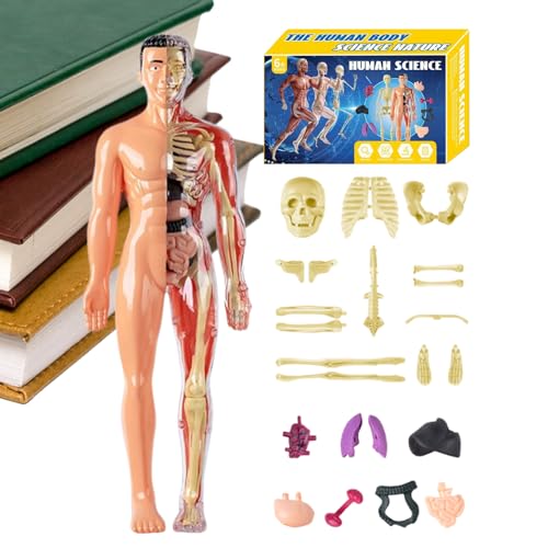 Modelo 3D de Cuerpo Humano para Niños   Maqueta del Torso de Anatomía Humana | Juguete Educativo Stem Ciencia para Docentes y Niños Estudiantes Aula Colegio Homeschool