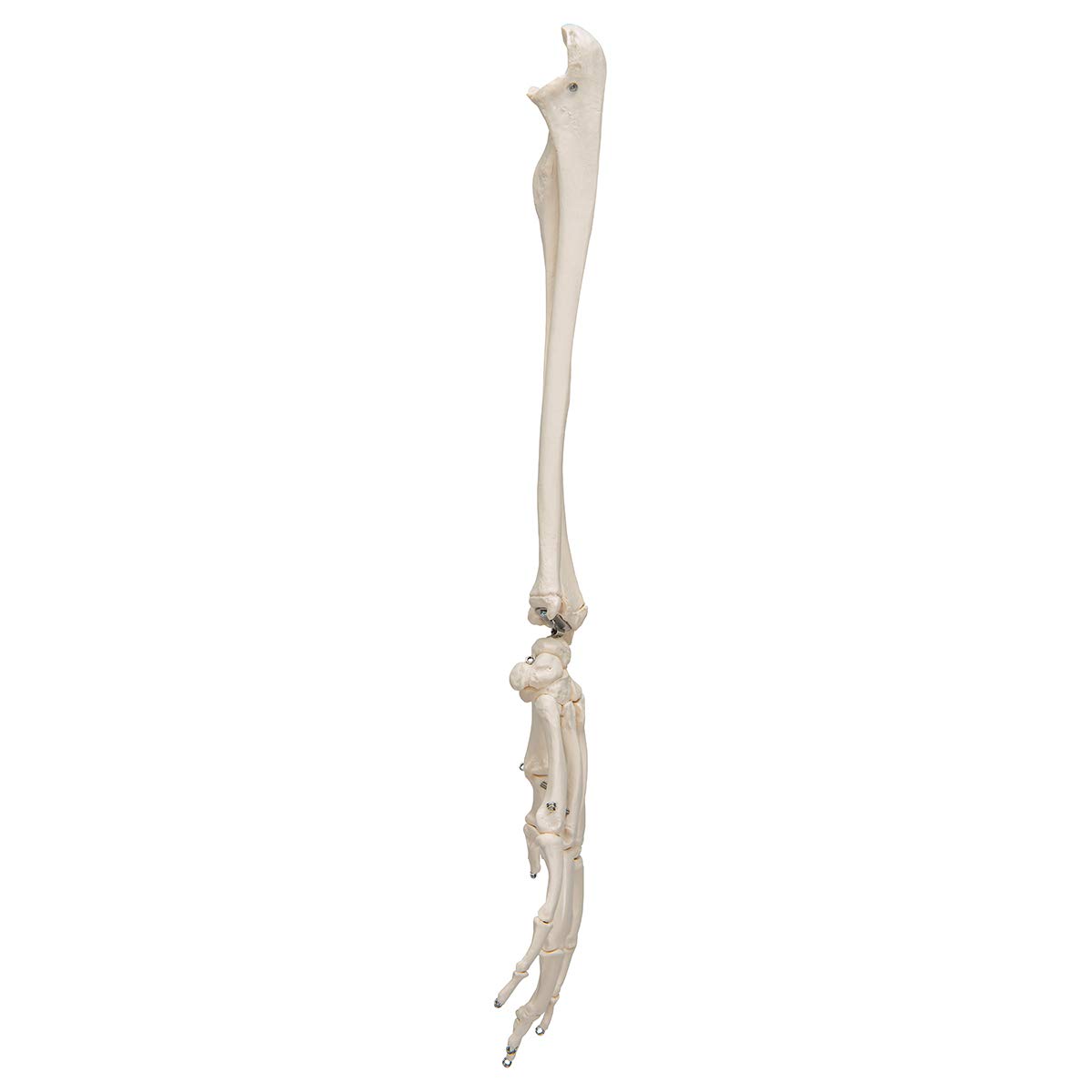 3B Scientific® Mano con Antebrazo – Modelo Anatómico Humano a Tamaño Real en Huesos sobre Alambre + Smart Anatomy App (Garantía de 5 Años)