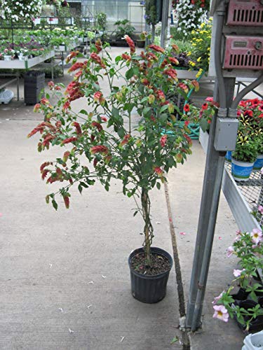 Shrimp Tree - Live Plant In A 10 Inch Growers Pot - Justicia Brandegeeana - Rare And Exotic Ornamental Flowering Tree #TOP1