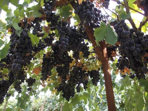 Image of Black Grape Live Plant a€ inch Sweet Seedless Hybrid Variety for Home Garden, Terrace & Balcony | Grafted Fruit Vine Tree for Organic Farming & Outdoor Growing | Healthy Angoor Plant
