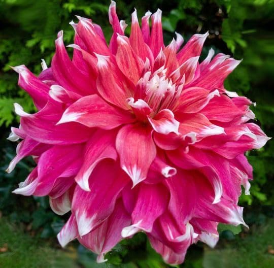 Image of SVG Imported Dahlia Flower Bulbs for Your Home and Gardening Pack of 2 Bulbs (strip pink)