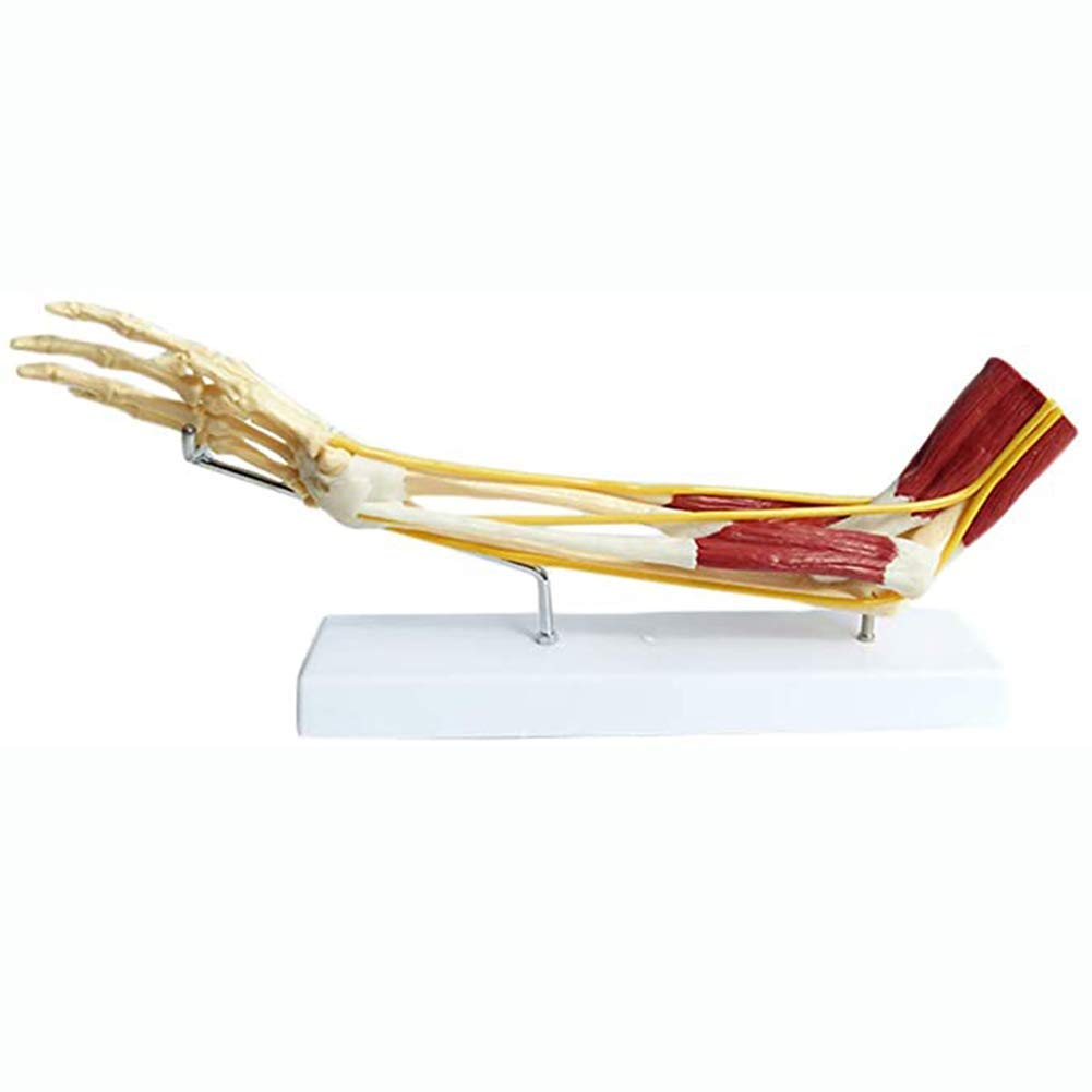 Sjdopulse Human Upper Limb Muscle Model, Arm Muscle Neurovascular, Used For Medical Education Scientific Research