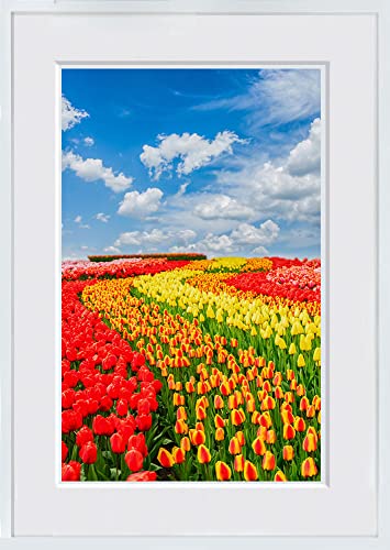 A.P.J WITH FOTO 額縁付き インテリアアート A2 青空とチューリップ畑/Blue sky and tulip fields