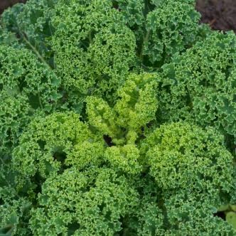 『Growing Mustard Greens from Seeds Made Easy: How to Plant and Grow Mustard Greens Using Bloom Ranch of Acton's Tips』のカバーアート