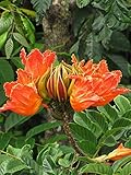 1 African Tulip Tree (Spathodea campanulata) - Live Plant