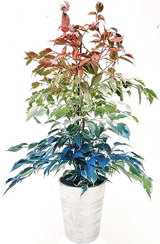 POWERS TO FLOWERS - FICUS BENJAMIN COLOR LIFE ROSSO, BIANCO E BLU, IN VASO CERAMICA ARGENTO, pianta vera!!!