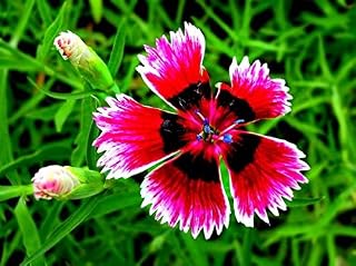 Seeds 11.11hot Sale 50pcs / Bag semi Dianthus barbatus Bonsai. Rare Perennial Flowers Seeds for Garden Plants Pot.Semillas of Flores. 10: Only Seeds