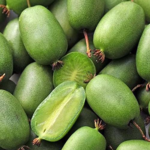 Fruit Seeds For Planting Hardy Kiwi Vine Seeds 20 Pcs Non-Gmo Organic Delicious Actinidia Arguta Seed Easy Grow Nutritious Kiwi Fruits Seeds #TOP7