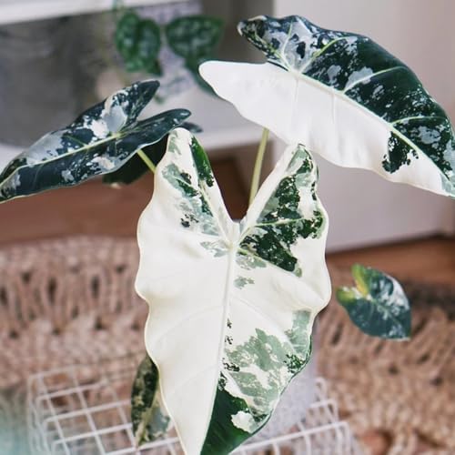Semillas de alocasia - de interior purificadoras aire productos sostenibles exótico semillas interior verdes decorativas, resistente al invierno 120pcs