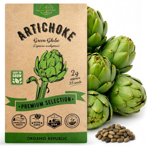 Green Globe Artichoke Seeds Pack 2G - Over 35 of Non-GMO Heirloom Artichoke Seeds for Planting Vegetables in Individual Seed Packet Vegetable Seeds for Planting Home Garden Indoor & Outdoor Gardening