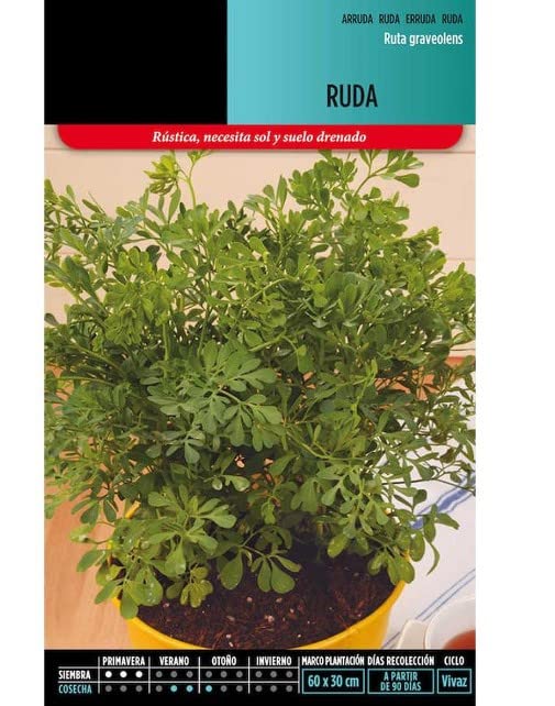 Semillas de Ruda para Infusiones y Protección Ruta Aromática