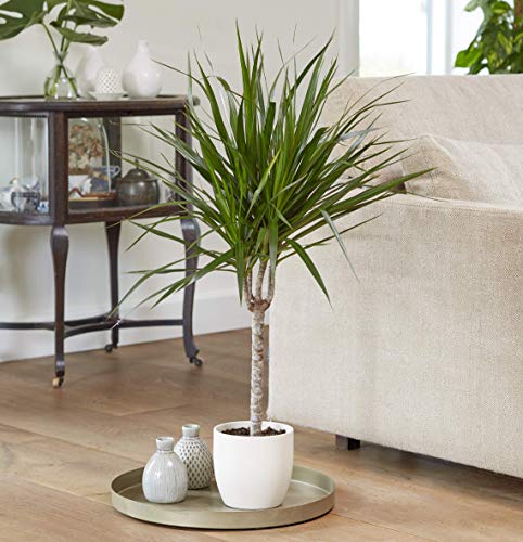 Plant Theory Dracaena Marginata Single Cane Dragon Tree 60cm Indoor House Plant (No Ceramic Pot)