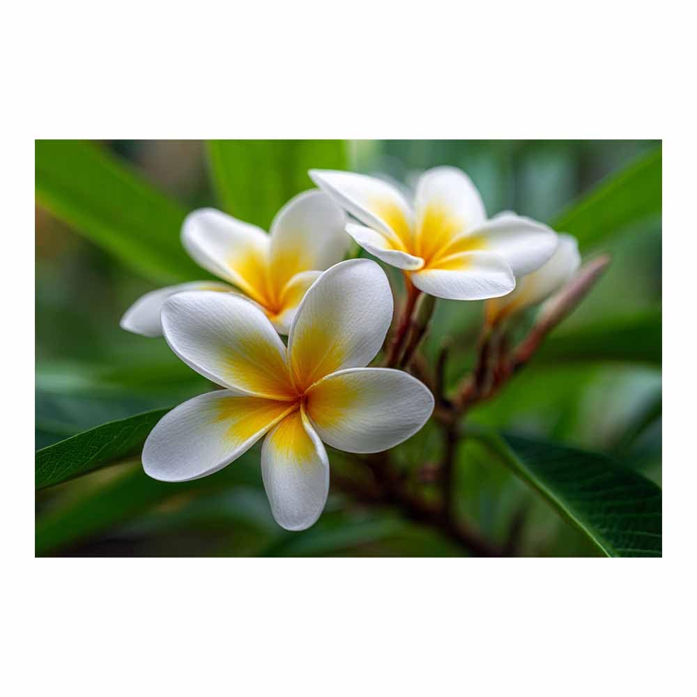 ZAMAEIU Landscape Pictures For Wall Five-petalled flower art prints and posters, Suitable for Living Room Bedroom Decor apartment Wall Decoration(white)-60x90cm Unframed